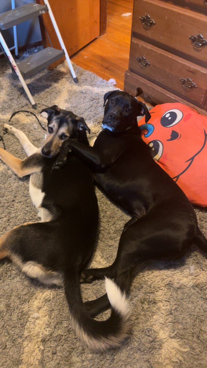 _DanielOC's tweet photo. @thebengalorian Aries &amp; Luna. Sisters from other misters https://t.co/wc9r7uJuKL