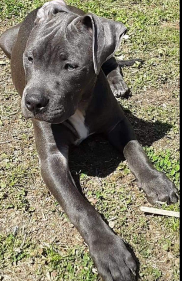 BankheadH32402's tweet photo. I WAS LOOKING AT SOME OLD F. B ACCOUNTS AND COME ACROSS SOME OF THE BEST TIMES OF MY LIFE JUST LIKE "LIL BOY, TERkey" I RAISED HIS MOM &amp; DAD, THIN HIM. Needless 2 say I was walking him through downtown where I live and he SNATCHED someone else's dogs up..... https://t.co/JFkQoCNiqG