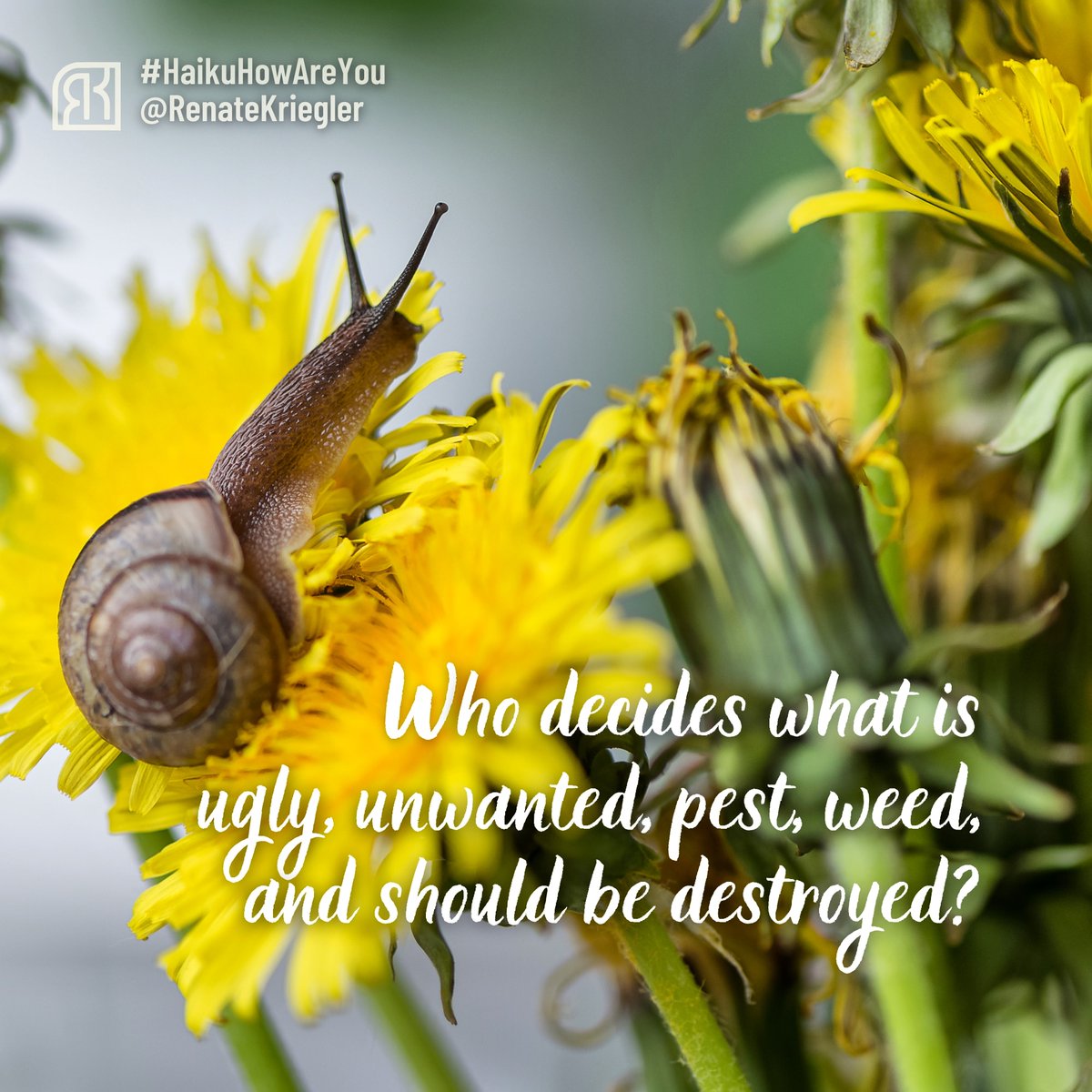 RenateKriegler's tweet photo. "Who decides what is
ugly, unwanted, pest, weed,
and should be destroyed?"
#PoetForTheWeek #TheArtistsWay
@theartistsway with @BoxedCommunity
#Week1 #AmWriting
Senryū / Haiku Sat 8 Jul 2023
#HaikuHowAreYou
#LearningToFeel
#ThreeLines
#MicroPoetry
#Senryu
#Haiku
#FiveSevenFive https://t.co/L3wnYBUafK