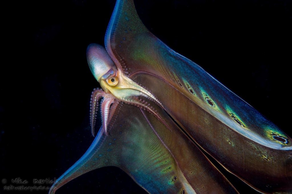 Cephalopods Daily on Twitter "Blanket octopuses (genus Tremoctopus