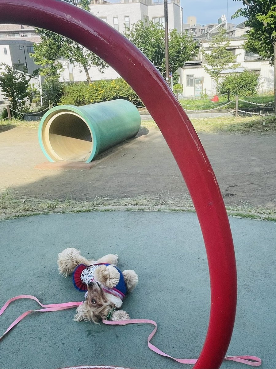 marintodumbo's tweet photo. 今朝も今朝とて大変ご機嫌なだんぼさん✨
後ほどしっかりへばってましたが、暑かろーが、朝早かろーが常にご機嫌なところは見習わねばっ
#イングリッシュコッカースパニエル
#だんぼ
#merrycocker https://t.co/5uRndly9MH