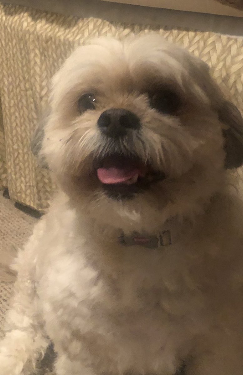 Michell93826332's tweet photo. @joeimel @bghumane 
Missing from Barrington Manor (Graystone Lane)/ Cemetery Road area since Saturday afternoon, July 8th.  His name is Roscoe and he may have run off during the storm.  If found, please call Michelle at (270)991-2372. https://t.co/ZsYKPw29fb