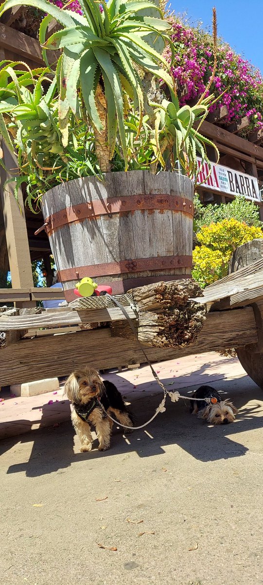 NoCoCrypto tweet media