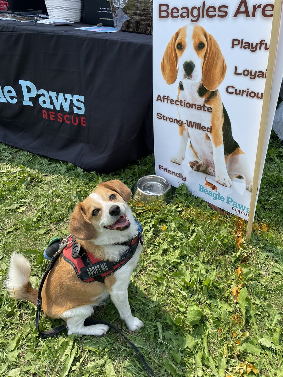 Eddie the #YEG FosterBeagle tweet media