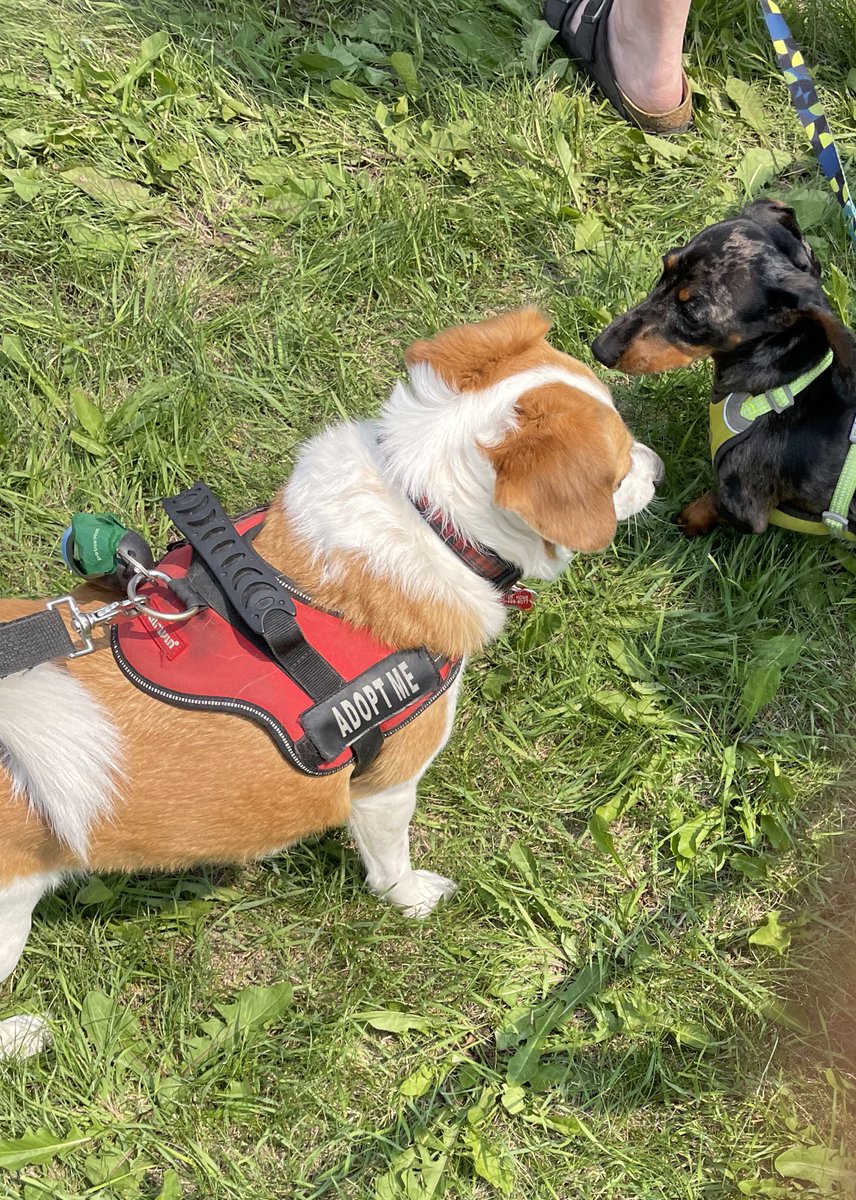 Eddie the #YEG FosterBeagle tweet media
