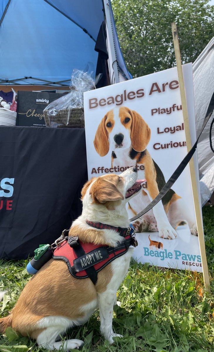 Eddie the #YEG FosterBeagle tweet media