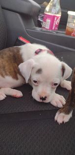 OmegadonsG's tweet photo. meet karma new to the omega family https://t.co/i31bB5MtRz