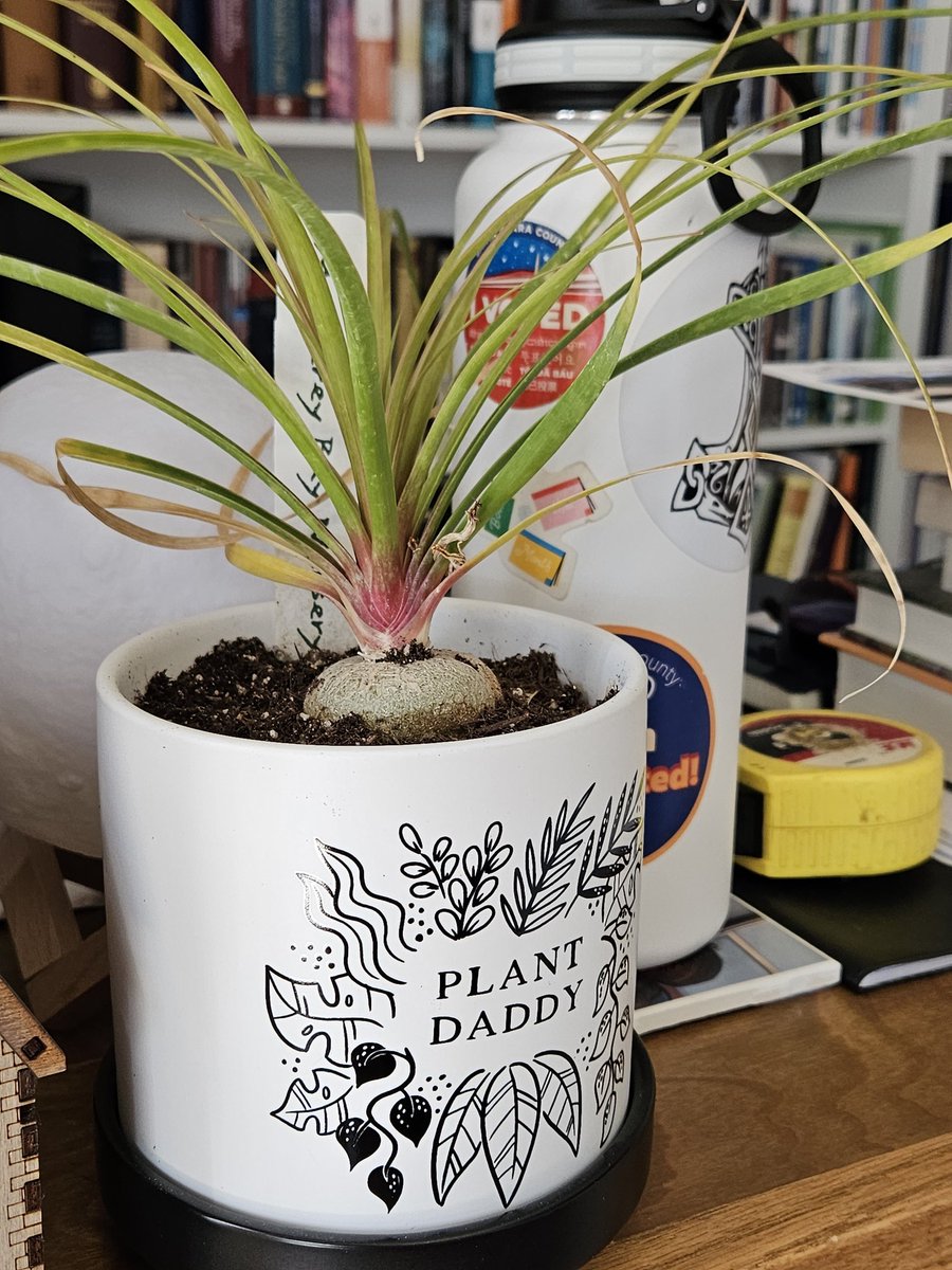 New plant baby in a new pot! Ponytail Palm. 🌴🪴 
#greenlife #plantbabies #plants #photosynthesis #freshair #healthyhouse #coolvibes