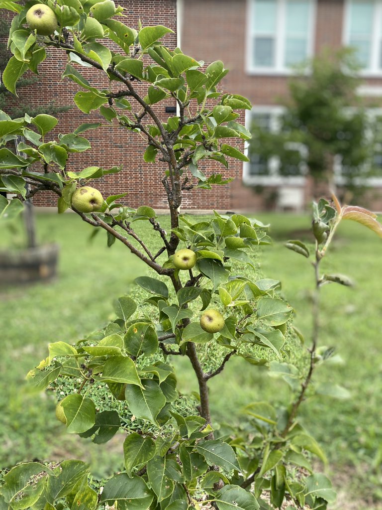 Woodlawn Elementary tweet media