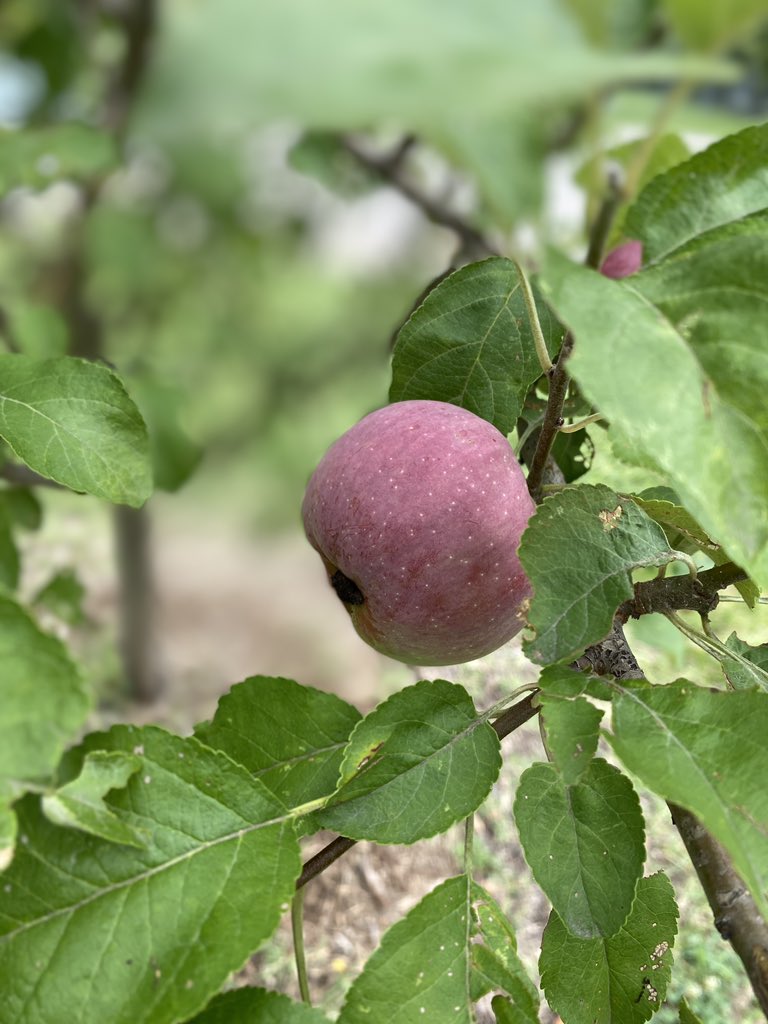 Woodlawn Elementary tweet media