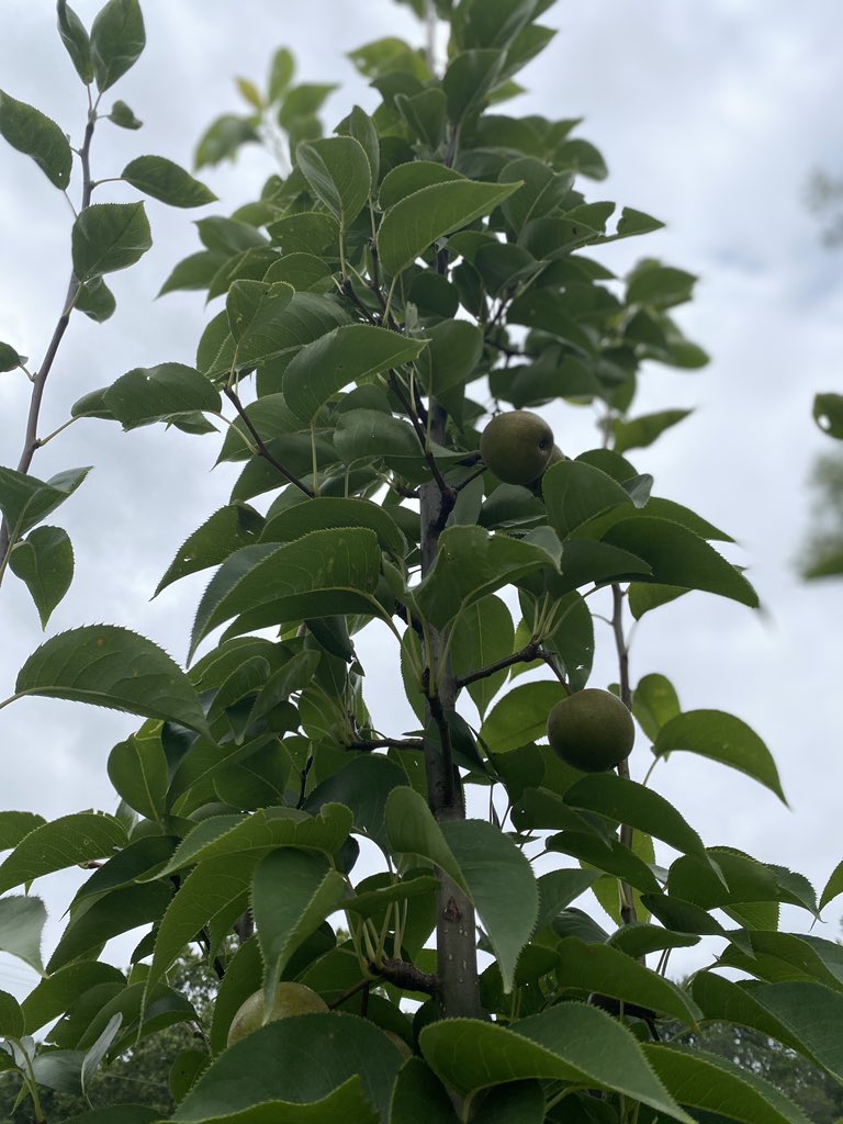 Woodlawn Elementary tweet media