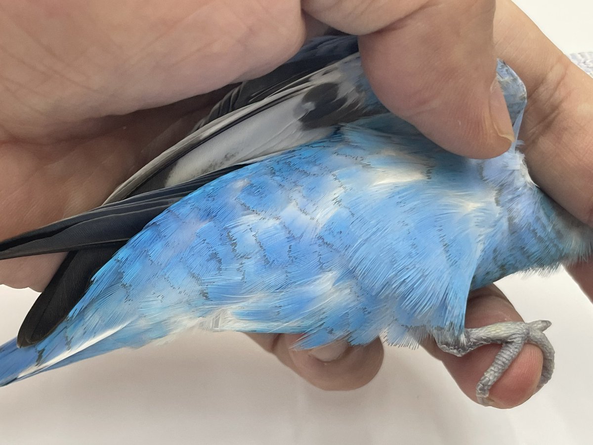 こちらは放し飼いのセキセイインコに見られた毛噛みです。羽の辺縁を 