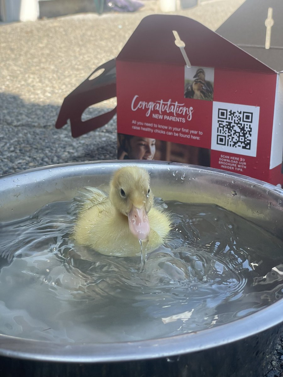 cranberryswamp's tweet photo. Teaching baby ducks to swim is my new passion https://t.co/fnJPn9gg0J