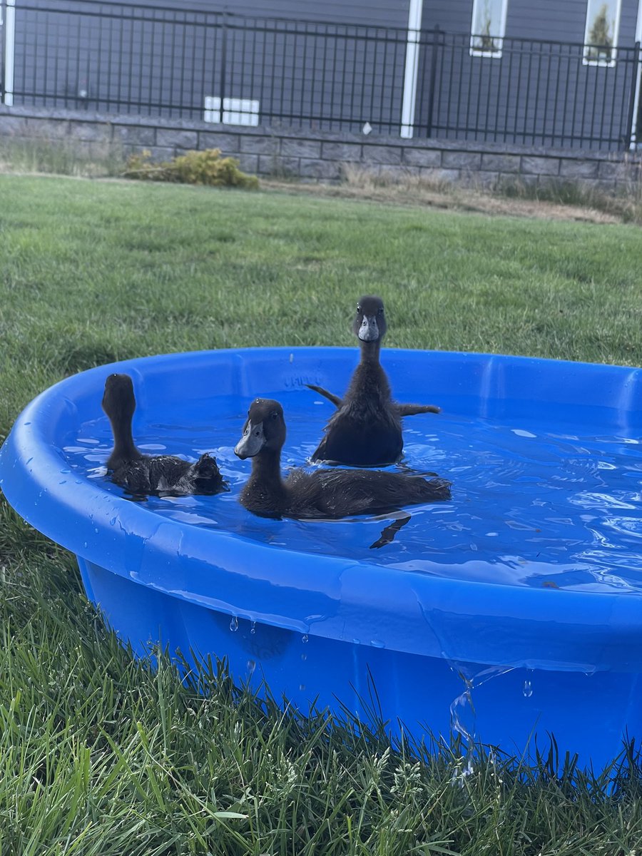 cranberryswamp's tweet photo. Teaching baby ducks to swim is my new passion https://t.co/fnJPn9gg0J