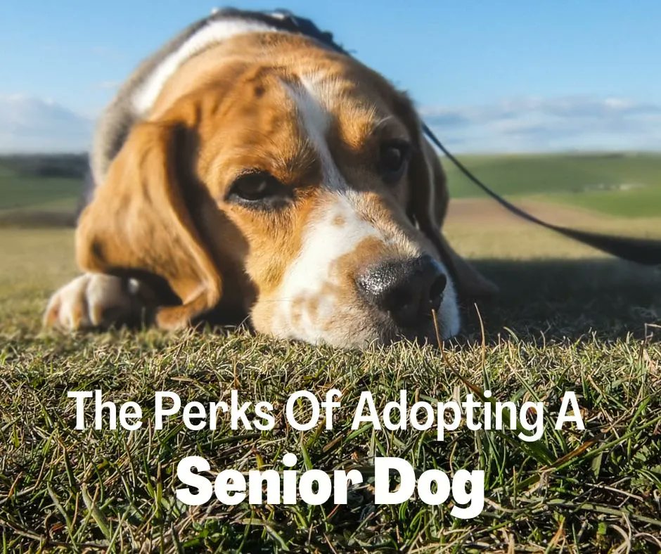 We rarely know the ages, gender or health of a given survivor when a laboratory rescue happens. What we do know is that for obvious reasons, most people want to adopt a younger dog, but there are perks to adopting a senior or as we like to say - more mature dog. (1/3)