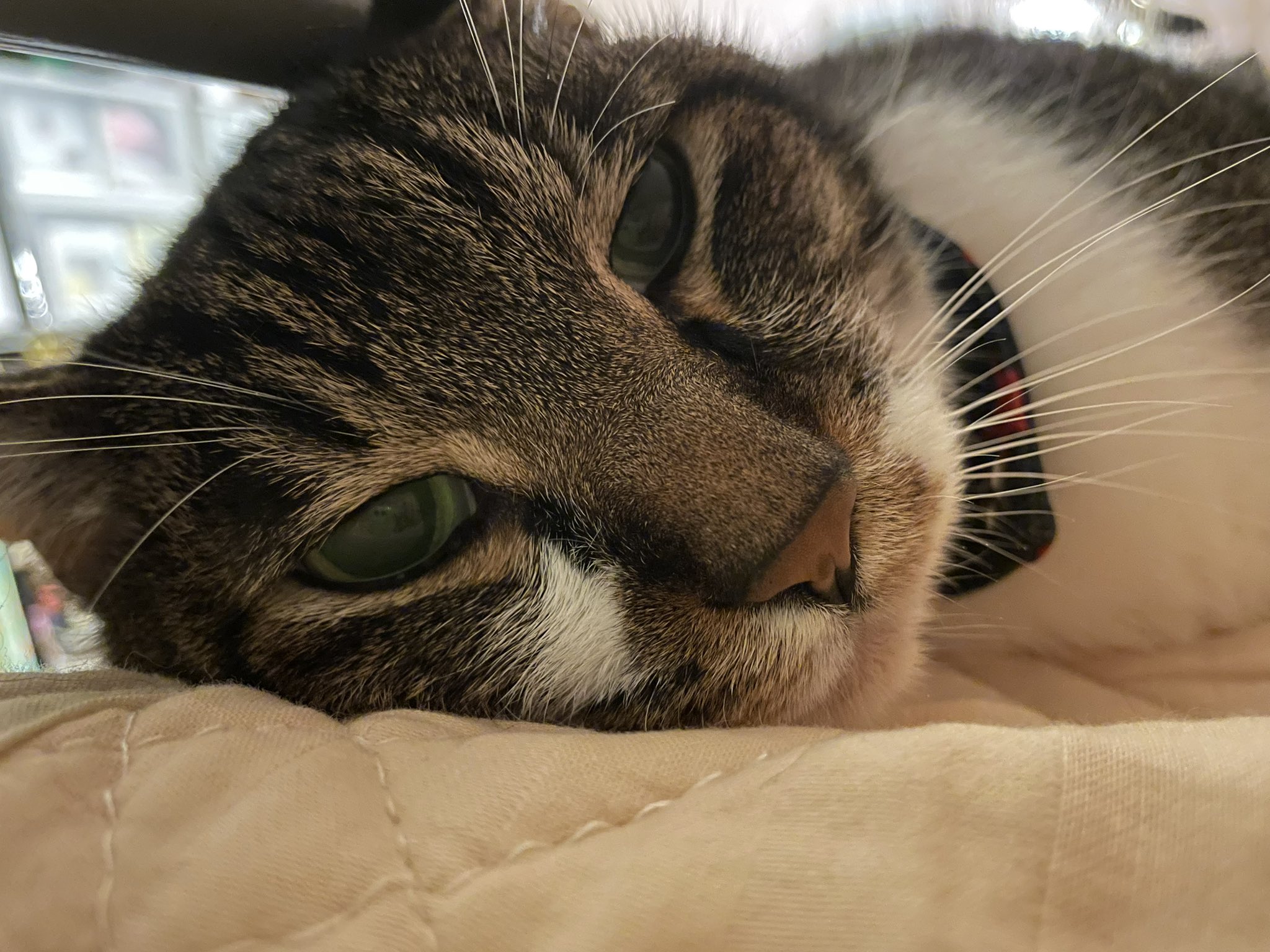 369-cat ᴍɪᴋᴀ ɪᴄʜɪɴᴏsᴇ on Twitter: 