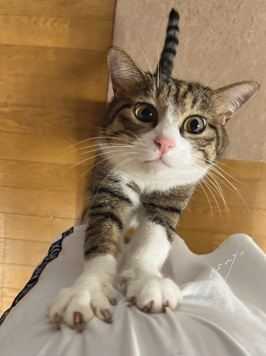 #撫でてほしい猫 #猫 #cat #PrayForPeace 

今日も もちろん いっぱい 
いーっぱい 撫でてくれるよねーー？！