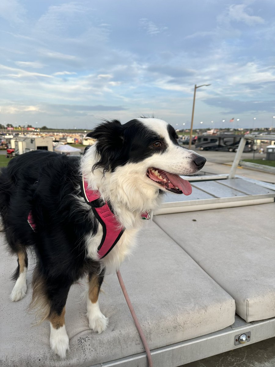 CatrinaKennerly's tweet photo. Aphrodite loves racing and watching the cars go round and round #AMS #Alsco250 #racegirl https://t.co/p8LKSDlamv