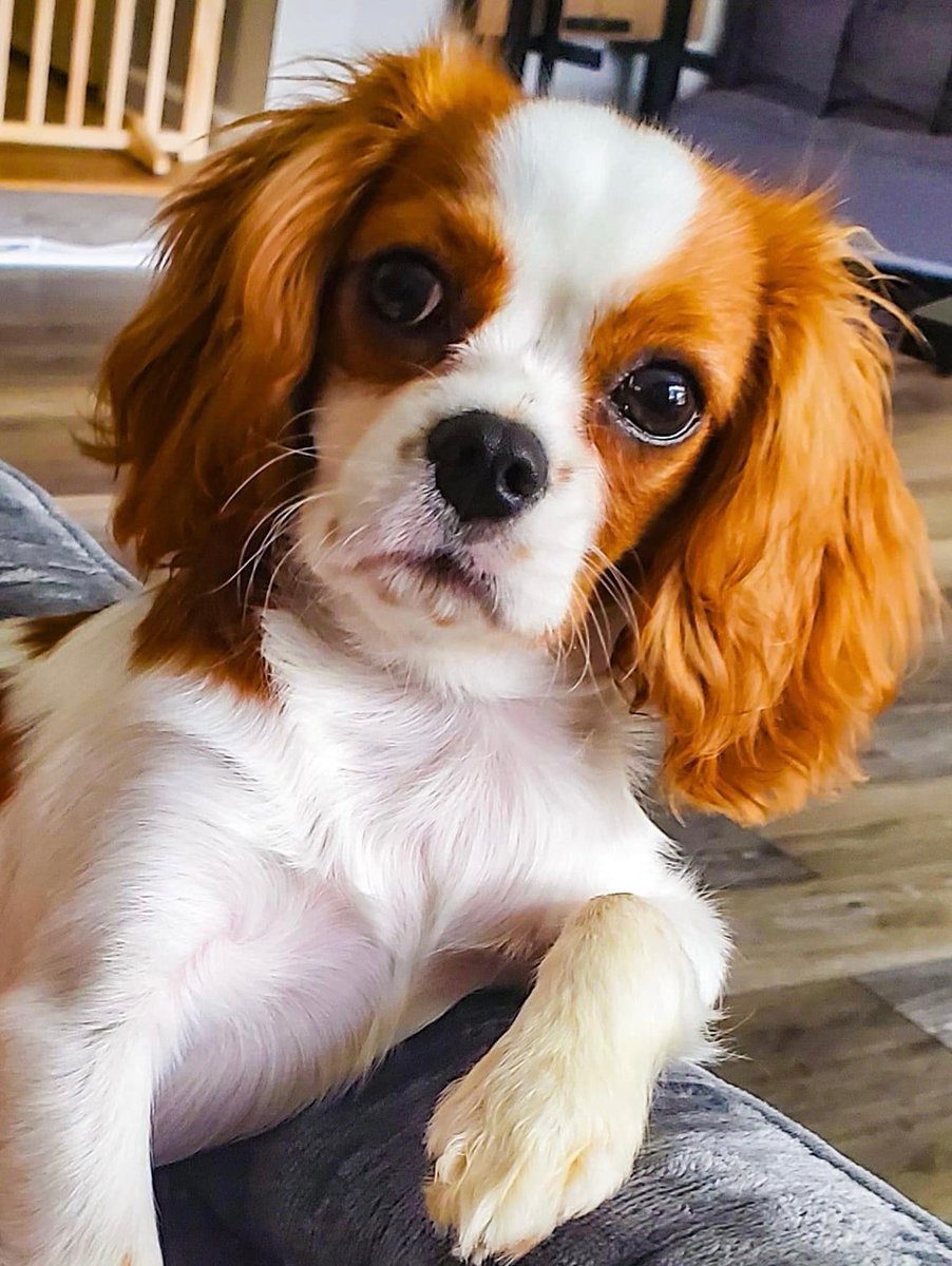 Look at this teenager. 6 months old and he is sassier than ever 🤣💚

#cavalierkingcharlesspaniel #cavalierking #cavalierkingcharles #puppy #dog #dogs #puppies #doglovers #pets #art #artist