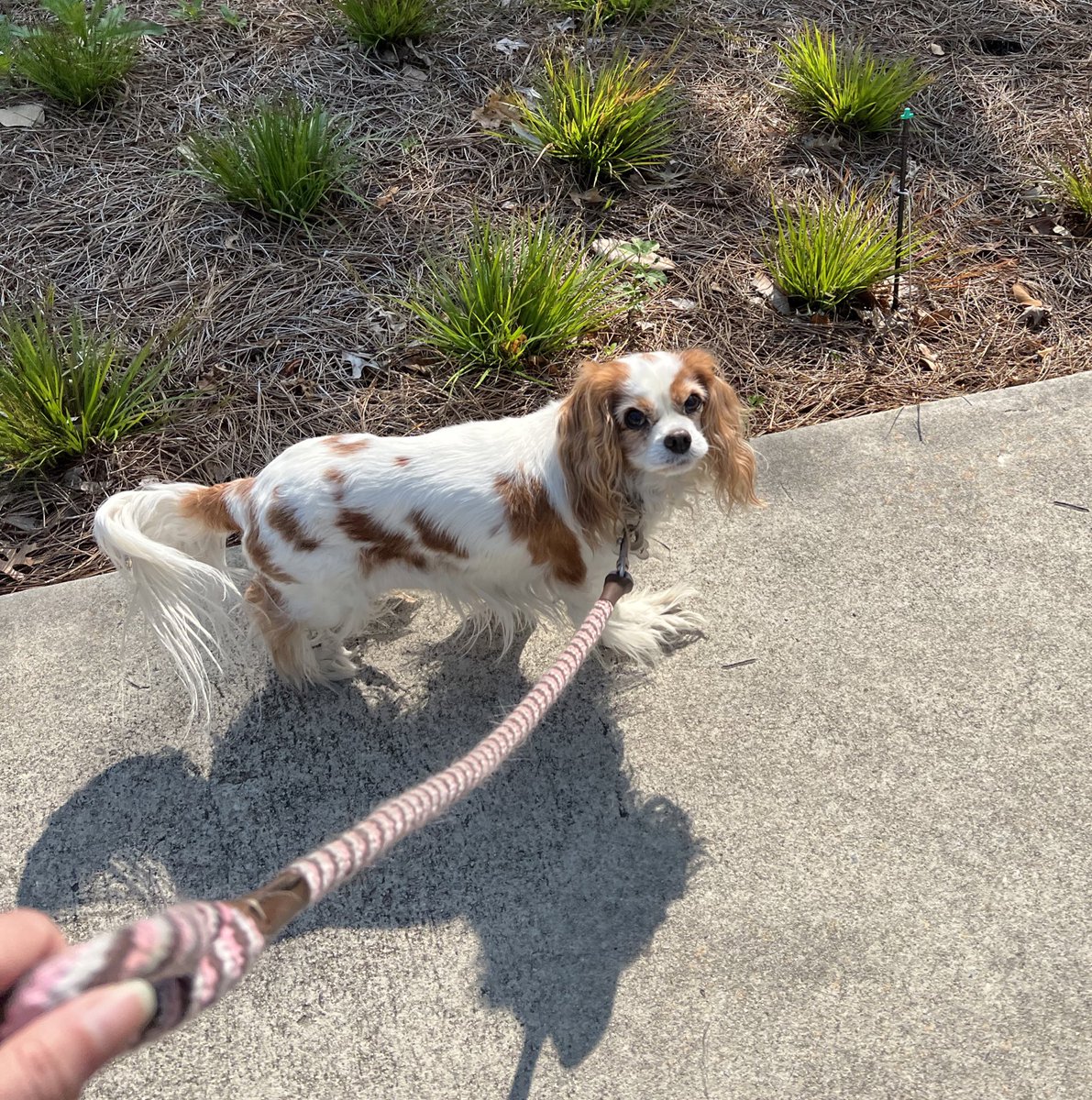 Penny needs a new collar. 

I want it to be colorful but not in your face, so maybe pastels. Cute but not blingy. 
Easy on the fur. Buckle, clip, or martingale. Potentially harness, but Penny is so hard to fit 😭.