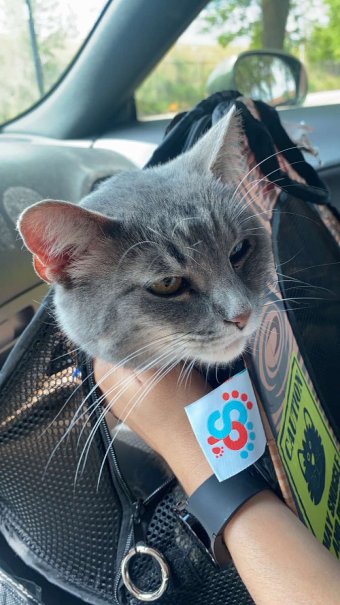MorganFarage's tweet photo. Got a furry companion to keep me company on those harder days. Meet Riven 💜 https://t.co/EXqYHZDAmj