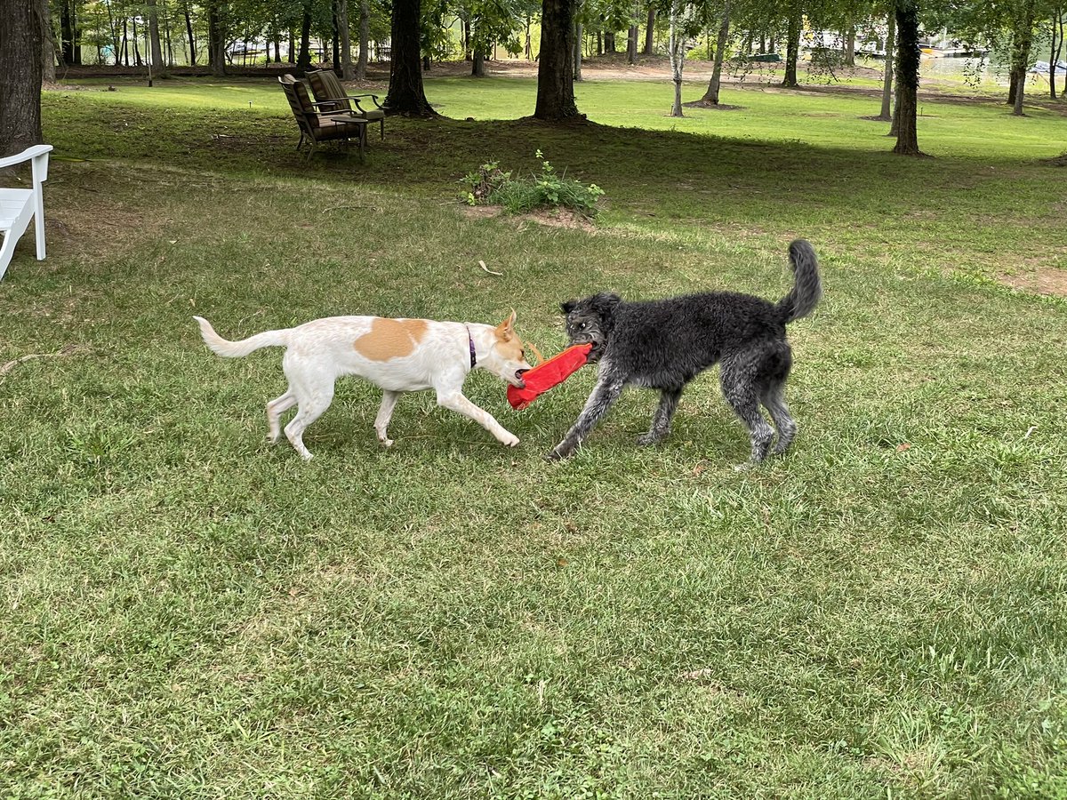 PatB5153's tweet image. #Pals #Murphy #Finney