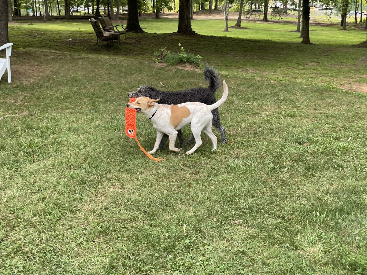 PatB5153's tweet image. #Pals #Murphy #Finney