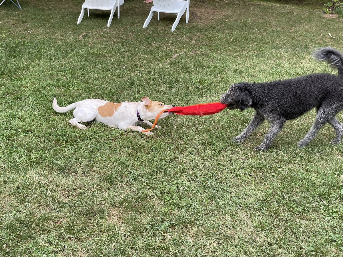 PatB5153's tweet image. #Pals #Murphy #Finney