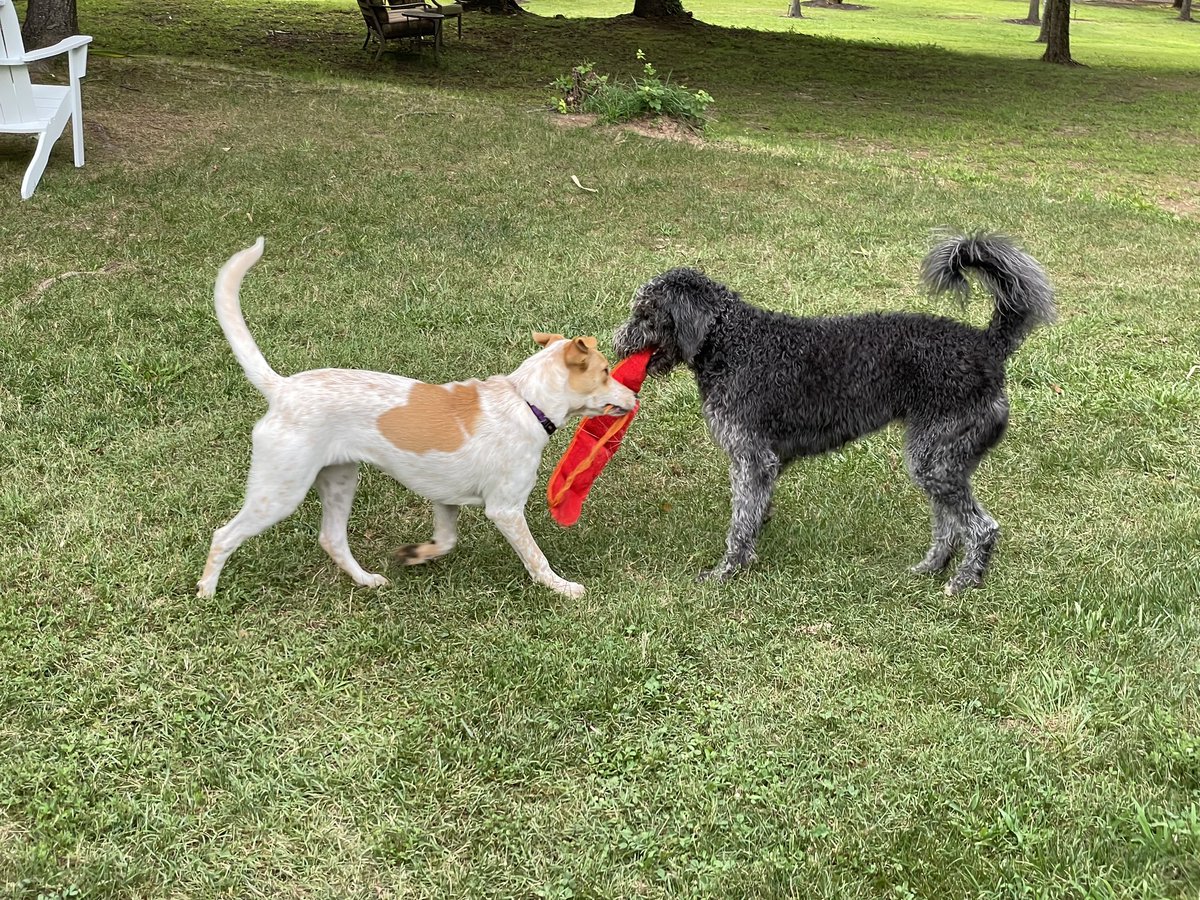 PatB5153's tweet image. #Pals #Murphy #Finney