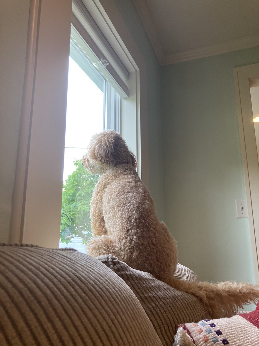 Lovely growing things and my sweet baby Poppy. Poppy met new people today and was such a good girl! ❤️😊