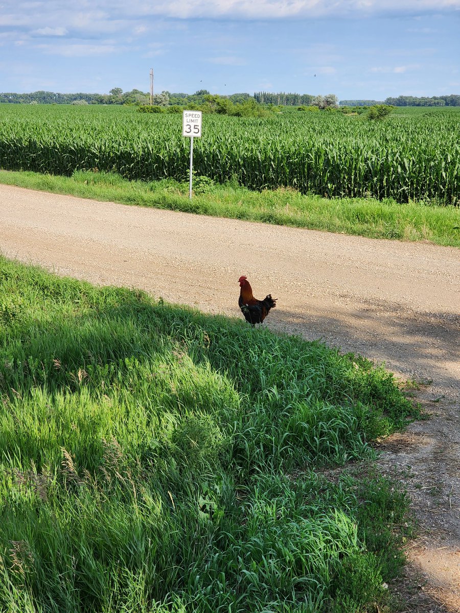 You ain't livin life unless you're a roster strolling like you own the place