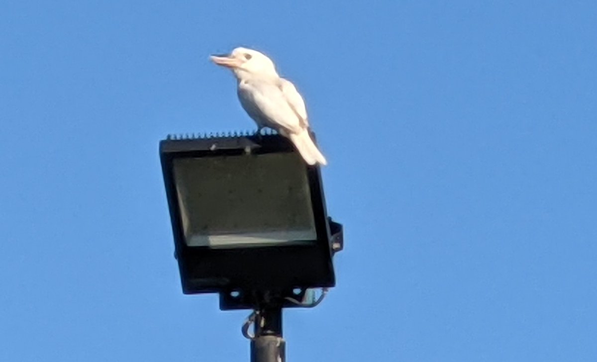 A quite rare all white kookaburra in a southside suburb of Brisbane. Cropped phone photo so quality not great.

#birds #birdwatching #BirdsOfTwitter #birding #birdphotography #Brisbane