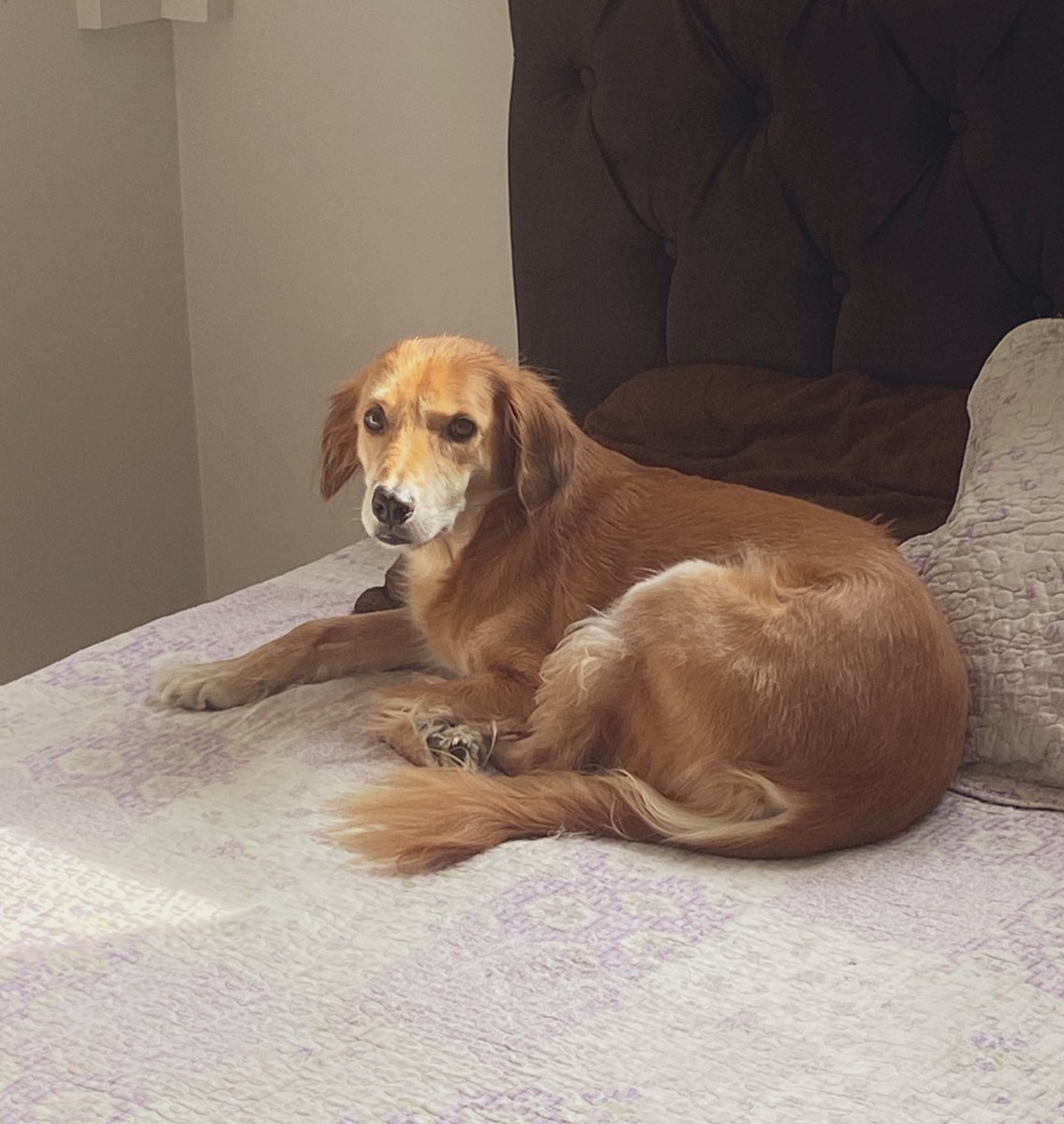 Tô aqui sendo plena 🐶