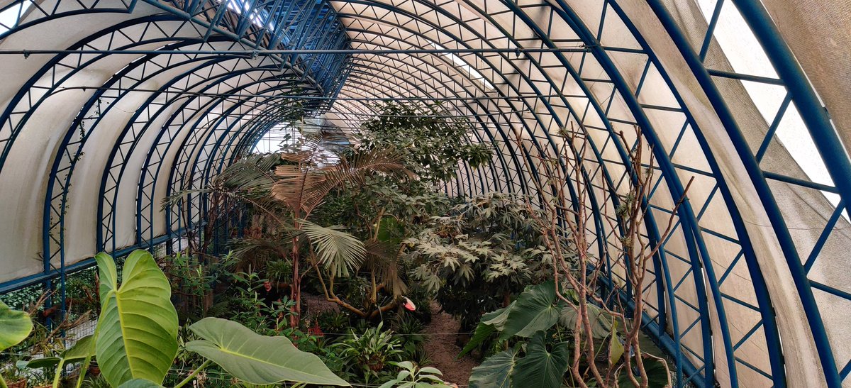Visit to the botanical garden in Quito ! This Anthurium leaf is superb, and I hope to see some in the wild soon
@THaever @AHaevermans  <a href="/dukerudolph/">Duke</a> @ISYEB_UMR <a href="/ISYEBsp/">ISYEBsp</a>