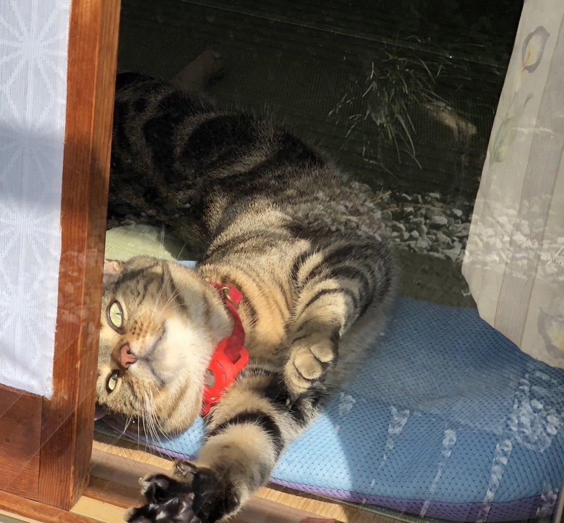 maclime_cat's tweet photo. 背中伸ばすのきもちいいでちねー！じっさい！ https://t.co/TAJbCcJ4az