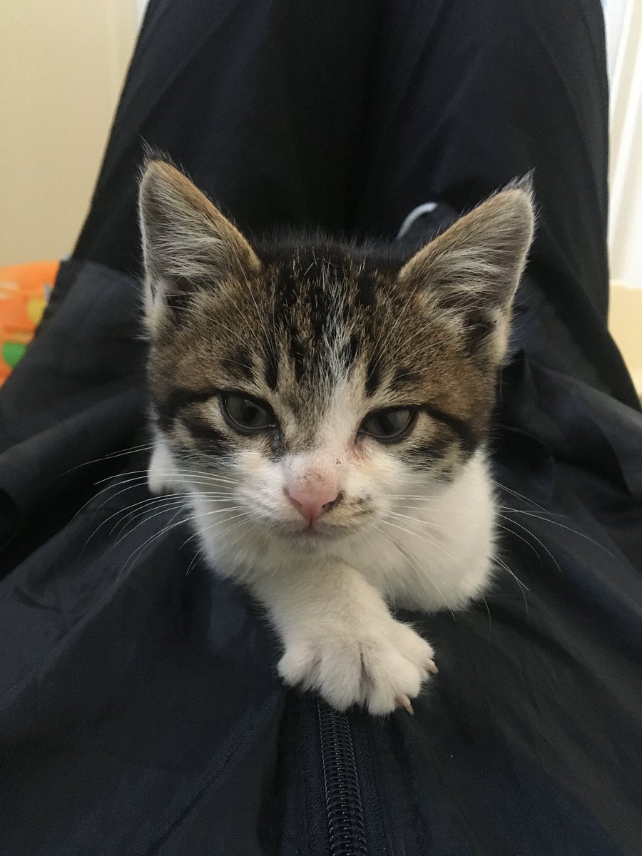 爪は隠さないわ、すぐ脱走しようとするわで大変だったけど、今ではへそ天モフ😺（2才） https://t.co/cOawzlCGRt