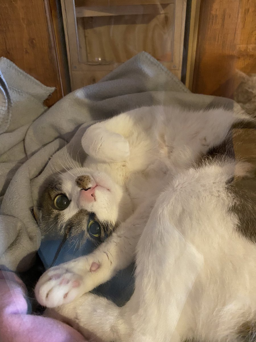 爪は隠さないわ、すぐ脱走しようとするわで大変だったけど、今ではへそ天モフ😺（2才） https://t.co/cOawzlCGRt
