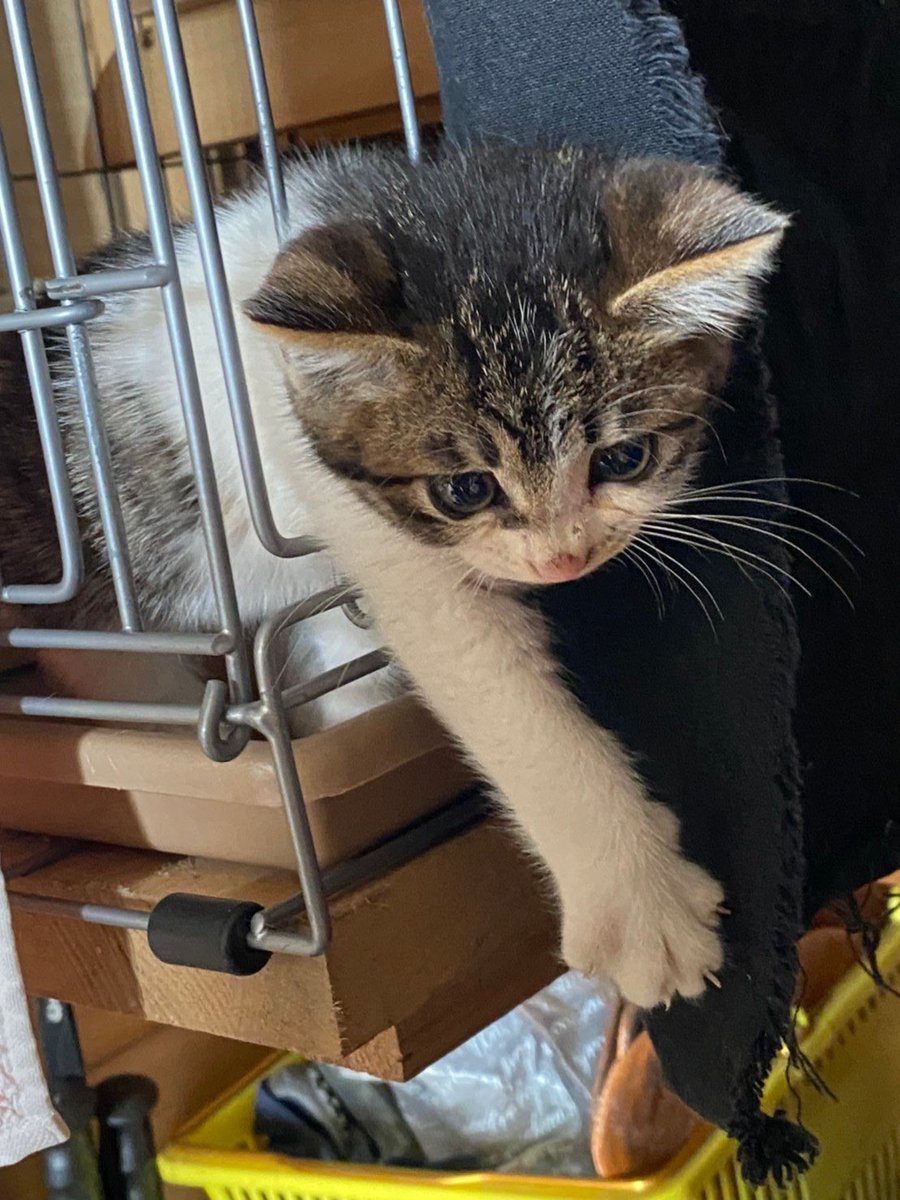 爪は隠さないわ、すぐ脱走しようとするわで大変だったけど、今ではへそ天モフ😺（2才） https://t.co/cOawzlCGRt
