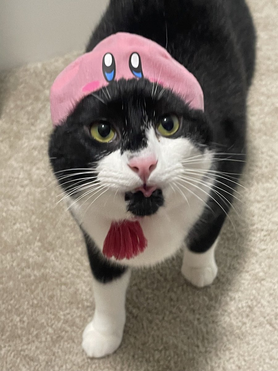 69Grain's tweet photo. @ShouldHaveCat Frida says hi! https://t.co/pTUJIaK6XA
