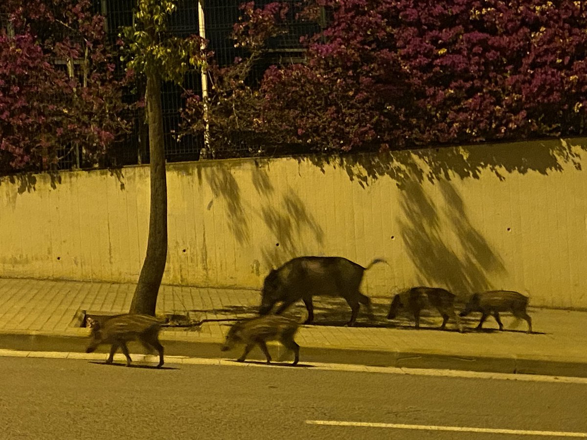 Arribem a BCN després del sopar de la <a href="/f_lluisllach/">Fundació Lluís Llach</a> i a l’avinguda Foix ens rep una família de senglars que es passeja tranquil·lament. 
Bona nit…