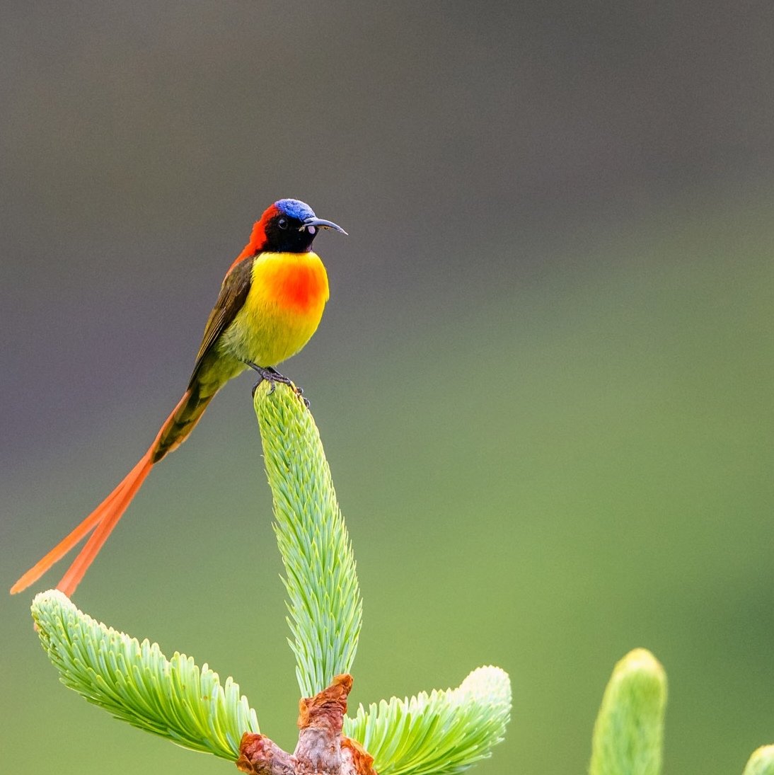 Fire-tailed Sunbird😎