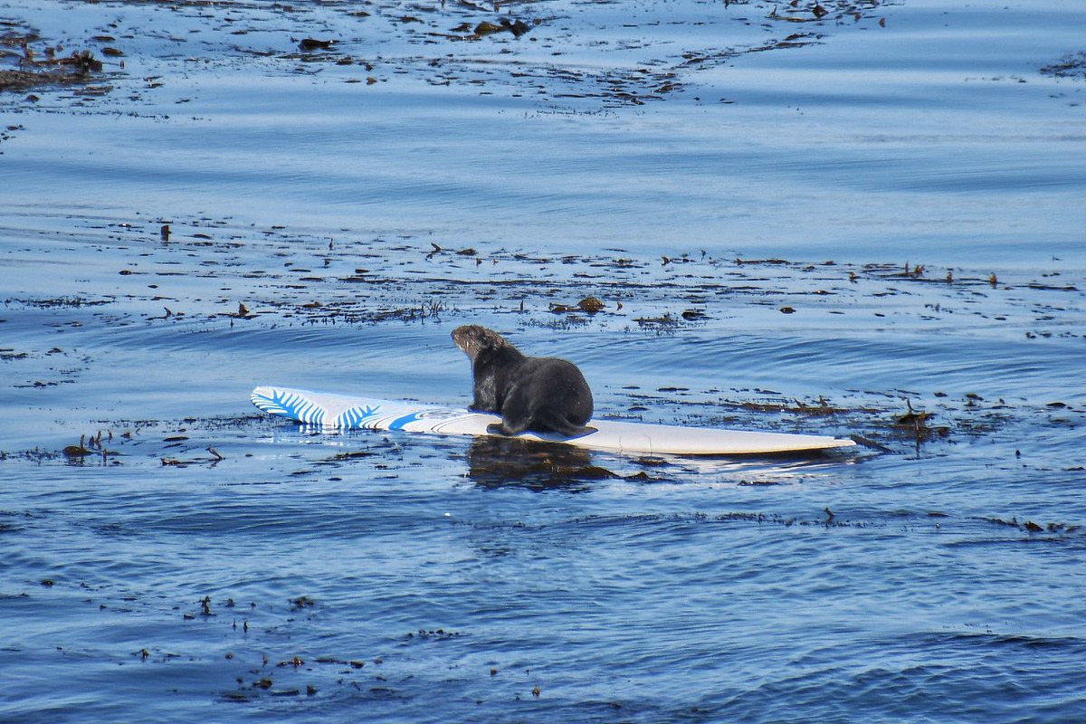 NativeSantaCruz's tweet photo. This may seem cute but it’s not, this sea otter was very aggressive and the surfer actually abandoned his board and swam to shore. I believe this is the same otter as in my previous photos, though I understand there was a second otter on the board at first 1/2 https://t.co/VtCeOVQ9tm