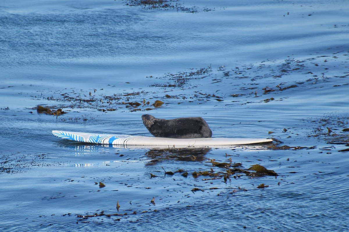This may seem cute but it’s not, this sea otter was very aggressive and the surfer actually abandoned his board and swam to shore. I believe this is the same otter as in my previous photos, though I understand there was a second otter on the board at first 1/2