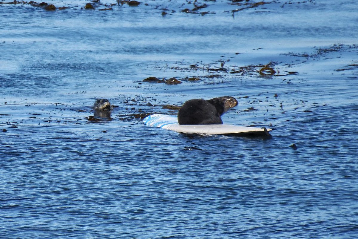 NativeSantaCruz's tweet photo. This may seem cute but it’s not, this sea otter was very aggressive and the surfer actually abandoned his board and swam to shore. I believe this is the same otter as in my previous photos, though I understand there was a second otter on the board at first 1/2 https://t.co/VtCeOVQ9tm