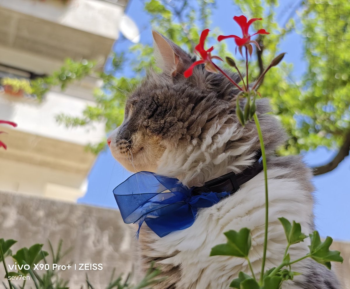 fabrizio_degni's tweet photo. Shots from the VIVO X90 Pro+ and the Texture Color Profile.
#vivox90proplus #vivox90pro #weekend #panorama #nature #camera #landscapephotography #cats #jack #texturecolor https://t.co/UldPz4LbKK