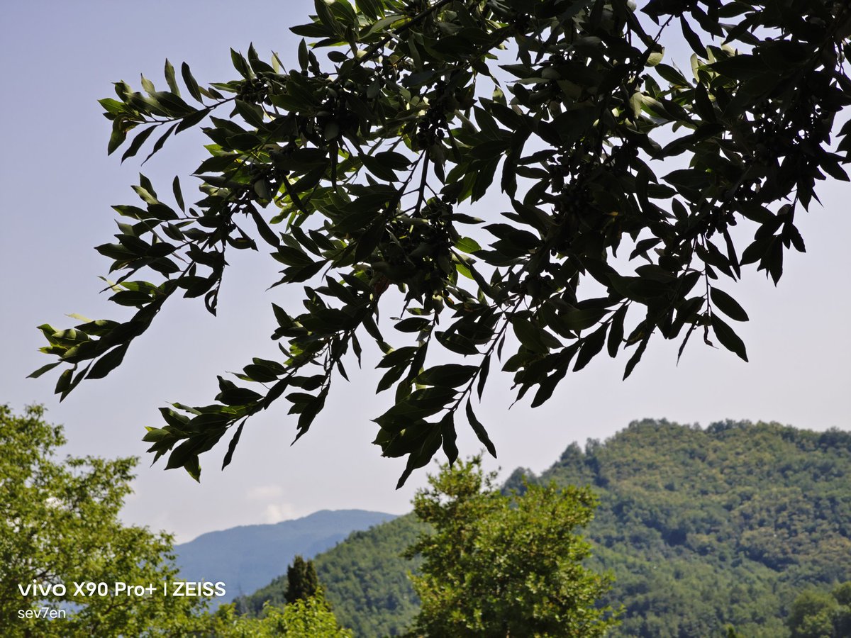 fabrizio_degni's tweet photo. Shots from the VIVO X90 Pro+ and the Texture Color Profile.
#vivox90proplus #vivox90pro #weekend #panorama #nature #camera #landscapephotography #cats #jack #texturecolor https://t.co/UldPz4LbKK