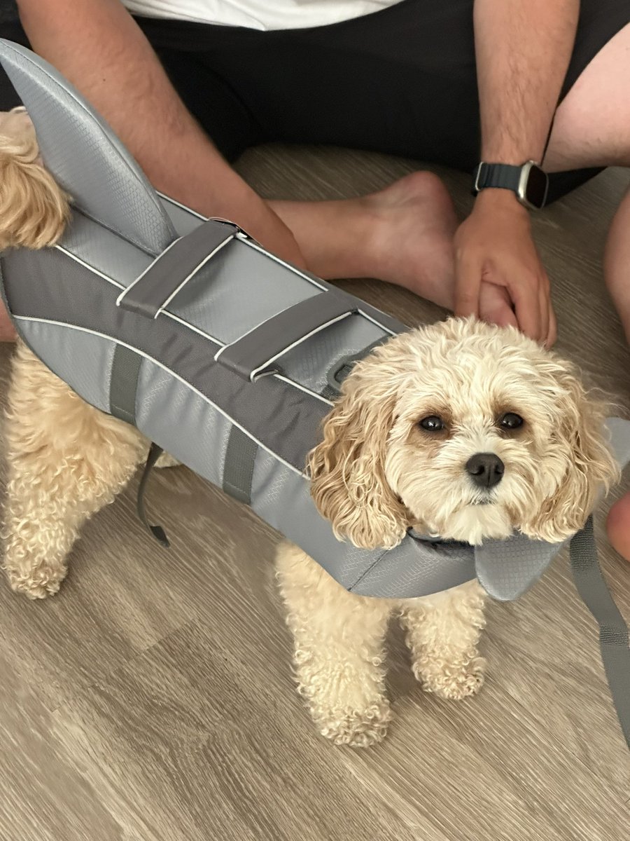 Chunkypoo13's tweet image. Trying on my new stuffs cause I’m going swimming tomorrow 😎 🦈