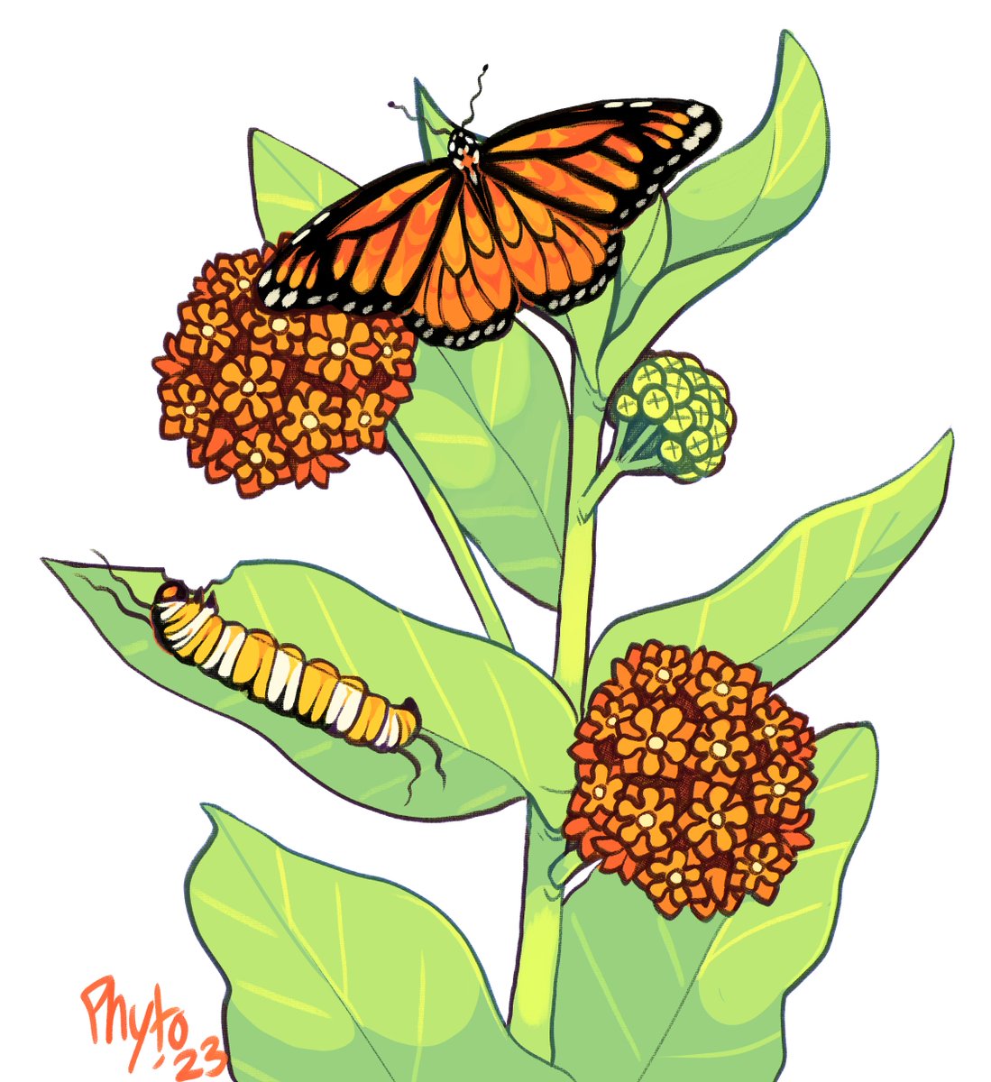 PHYTOFERN's tweet photo. Butterfly weed 🧡 https://t.co/NH7kGFC9v6