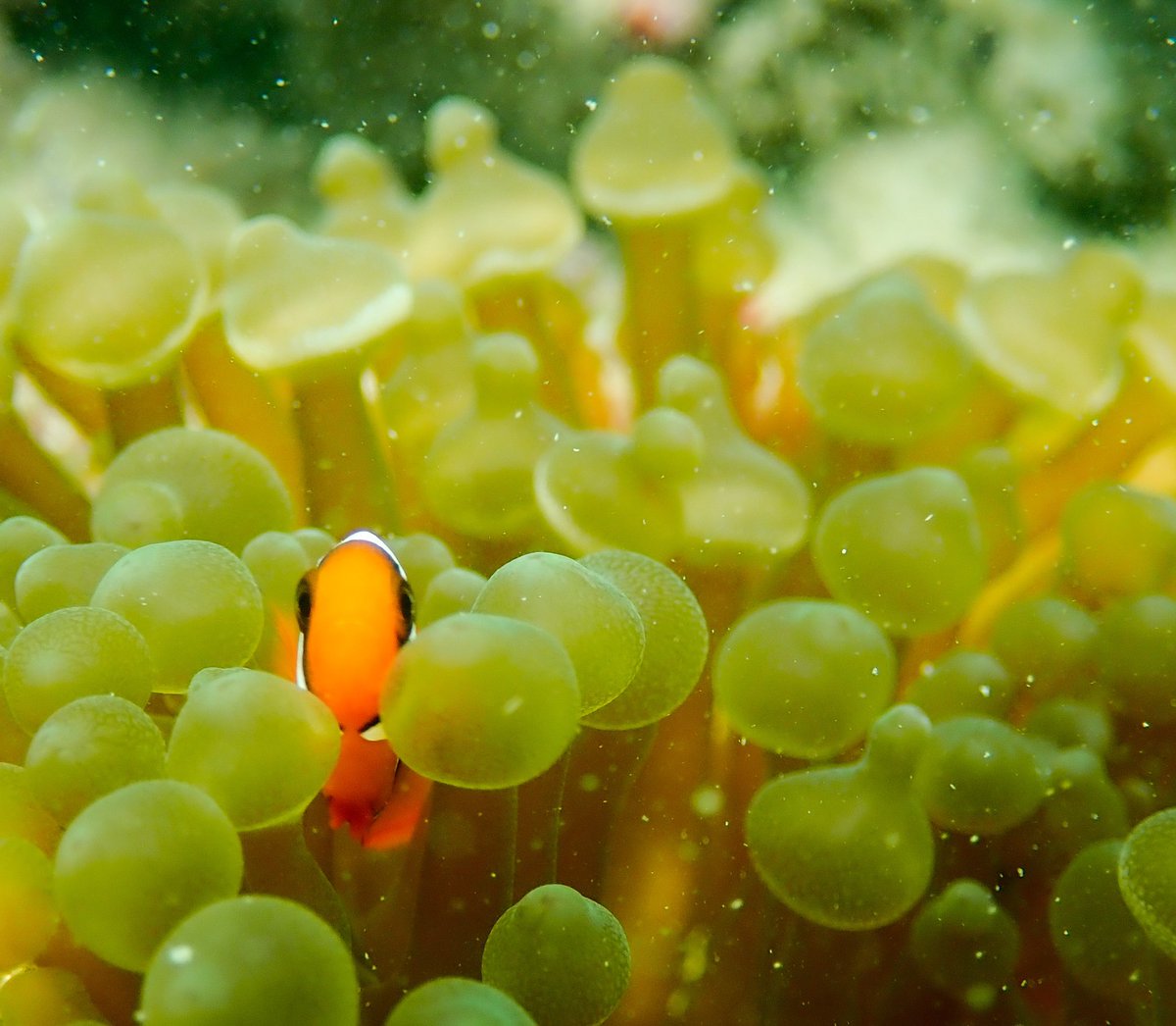 WK_Tang's tweet photo. Long way ahead to surviving in a much-changed home
#WorldOceanDay #Clownfish #Amphiprion #Entacmaea #Anemone #Pollution #Oceans
#Underwater #Wildlife #Photography #Diving #OlympusTG5
#Photogroffee https://t.co/vpx2n7tXQS