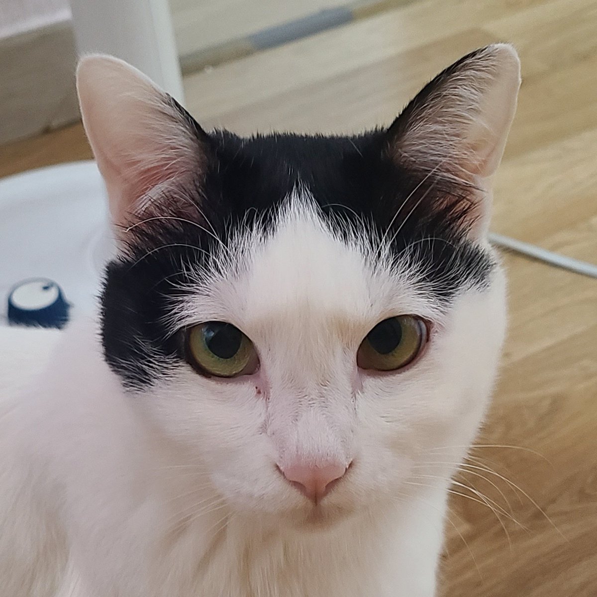 진짜 개 억울한거임... 너도 예쁜애만 골라서 구조한거 아니냐고 억까하는데... ㅅㅂ... 개못생겨서 입양 못갈거같은데... 당장 숨넘어갈까봐 데려온거거둔..ㅡㅡ;; 걍 내가 이쁘게 키운건데 알지도못하는 시벌것들이...